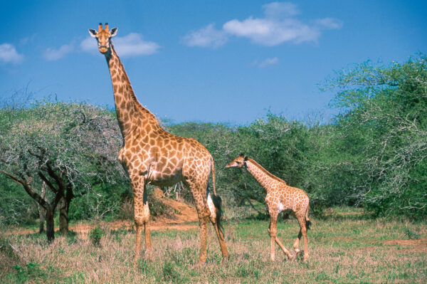 Eine Giraffe mit ihrem Jungen schreitet durch die Steppen Afrikas