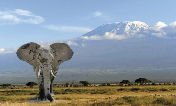 Ein Elefant steht in der Steppe. Im Hintergrund der schneebedeckte Gipfel des Kilimanjaro