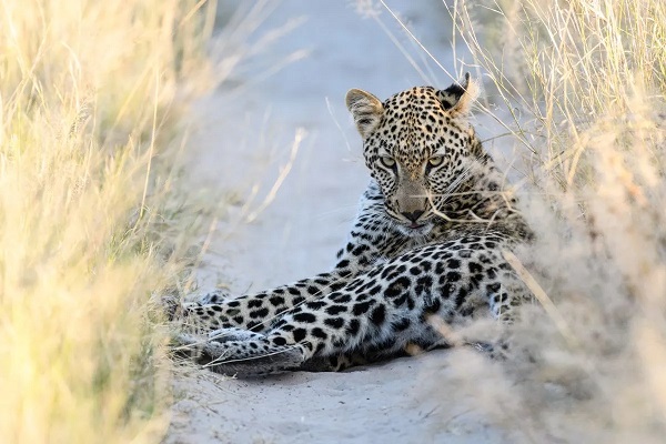 Auf einem Sandweg liegt ein Leopard zwischen Steppengräsern