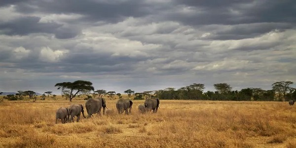 In der afrikanischen Savanne laufen einige Elefanten hintereinander