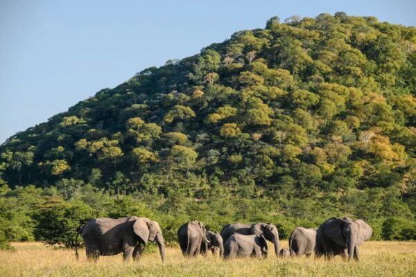 Eine Herde Elefanten steht inmitten der grünen Steppen Botswanas, im Hintergrund ein Berg mit vielen Bäumen
