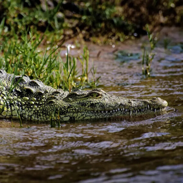 Ein Krokodil bahnt sich seinen Weg ins Wasser 