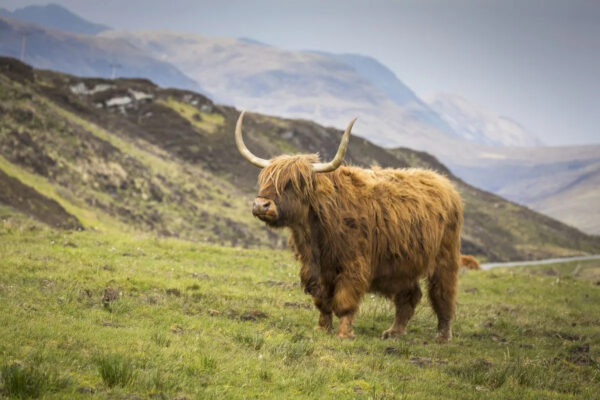 Ein Hochlandrind steht inmitten der schottischen Highlands